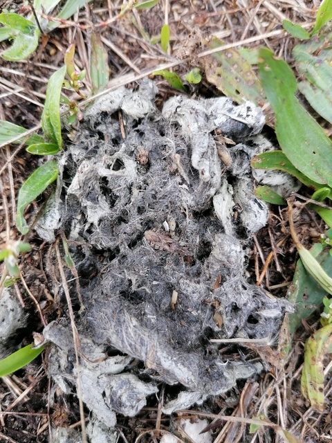 Coranus