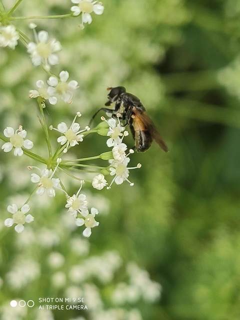 Myolepta