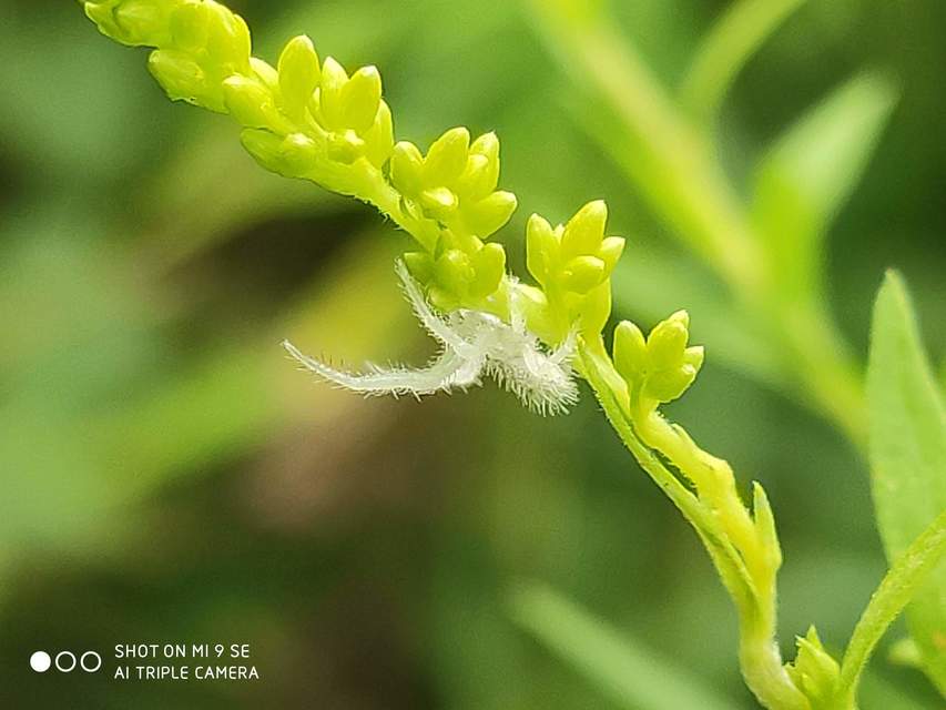 Heriaeus