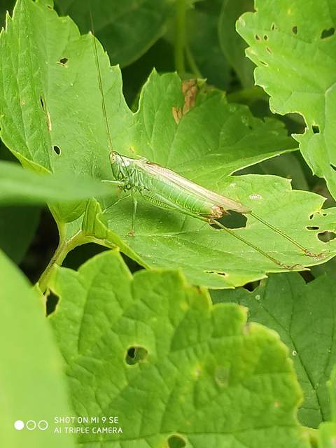 Conocephalus fuscus - kis kúpfejűszöcske