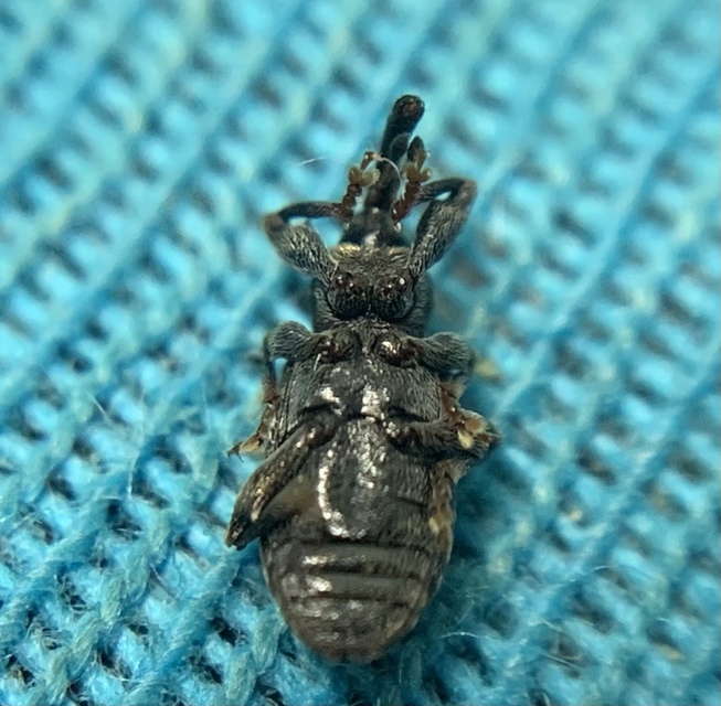 Dorytomus taeniatus - kecskefűz-hangormányos