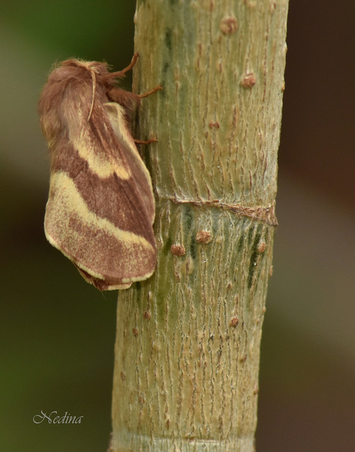 Malacosoma castrensis - kutyatejszövő