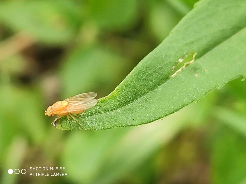 Lauxaniidae - pudvalegyek