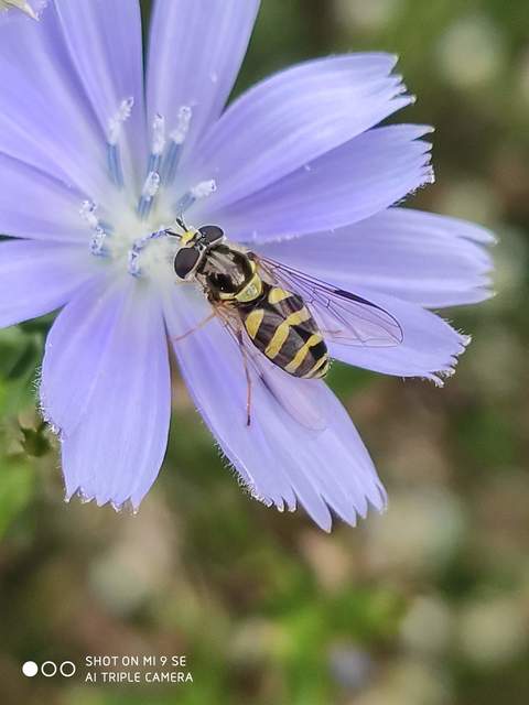 Dasysyrphus albostriatus - csíkoshátú erdeilégy