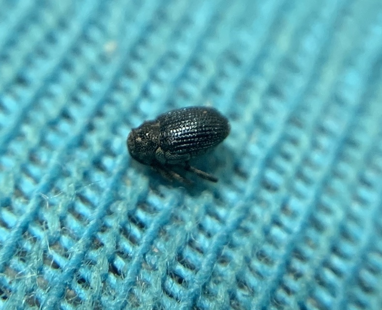Ceutorhynchus chalybaeus - fémes ceutormányos