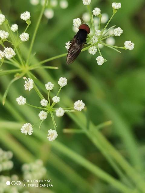 Chrysogaster solstitialis - gyakori smaragdlégy