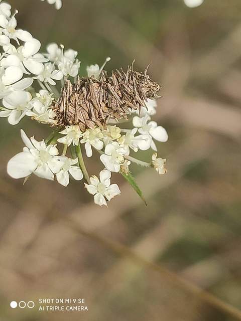 Megalophanes viciella - útszéli zsákhordólepke