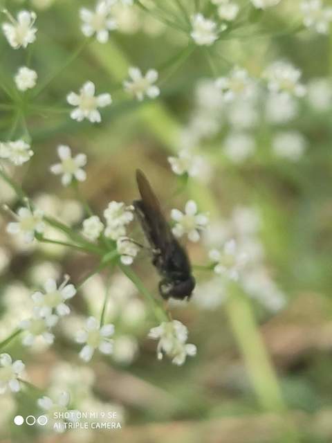 Cheilosia