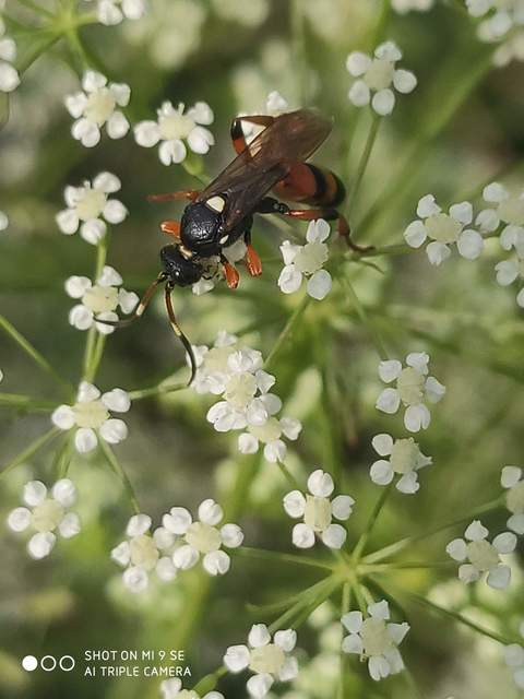 Ichneumon sarcitorius