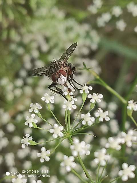 Linnaemya vulpina