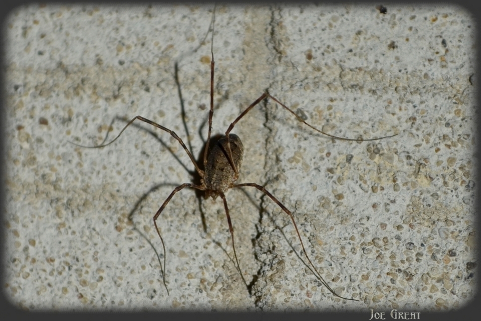 Phalangium opilio