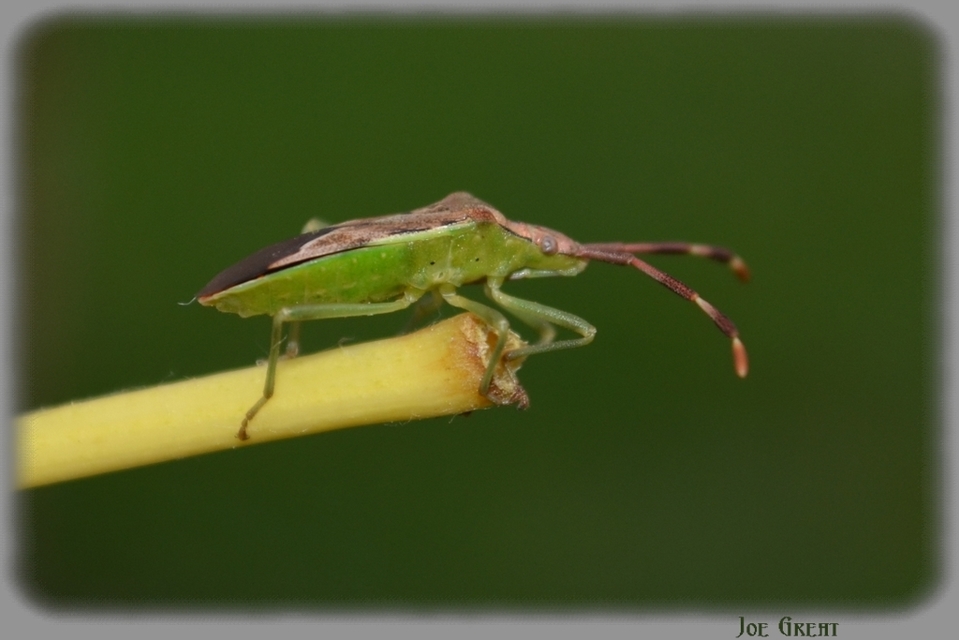 Gonocerus juniperi - boróka-karimáspoloska