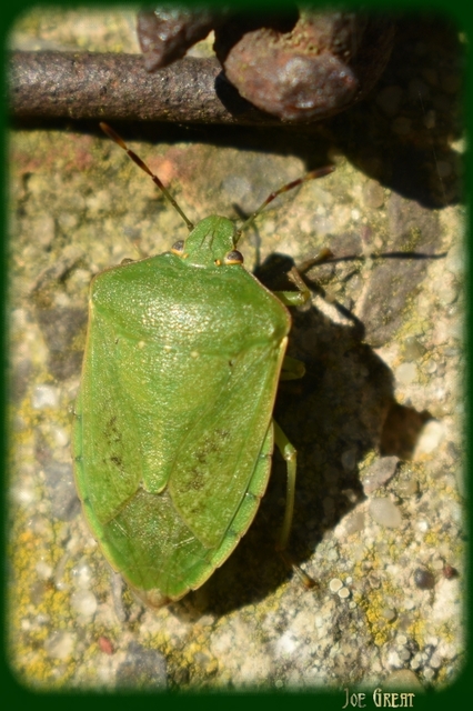 Nezara viridula - zöld vándorpoloska