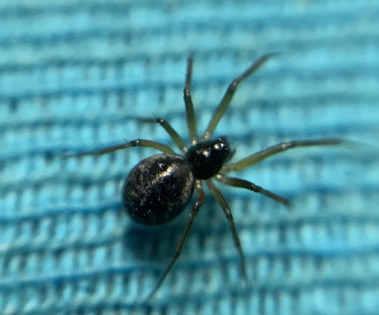 Tenuiphantes