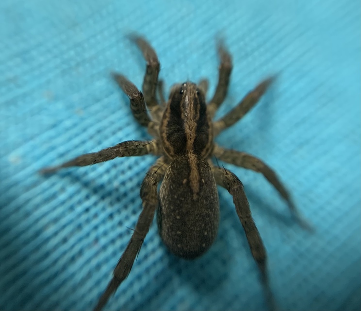 Trochosa ruricola - mezei farkaspók
