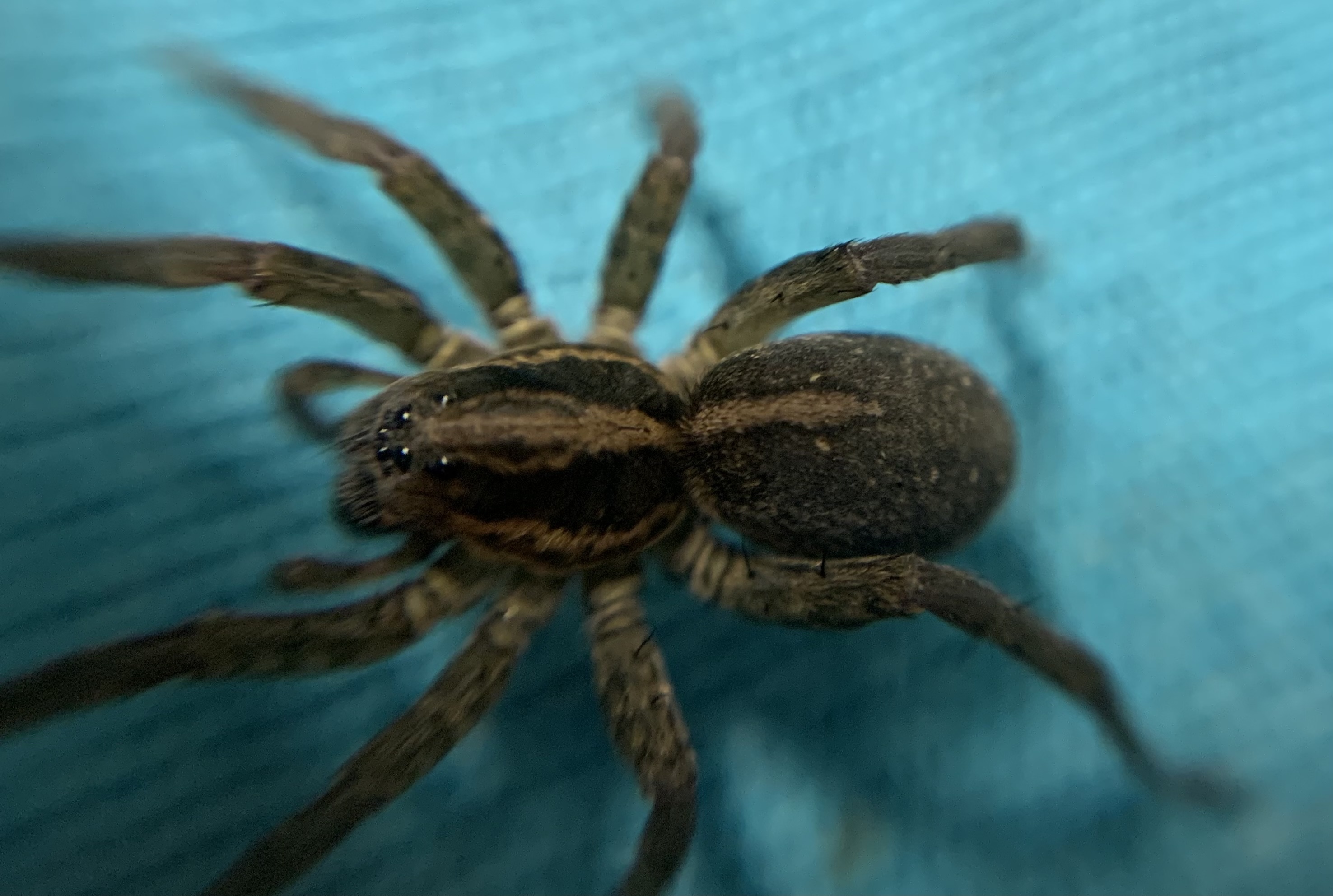 Trochosa ruricola - mezei farkaspók
