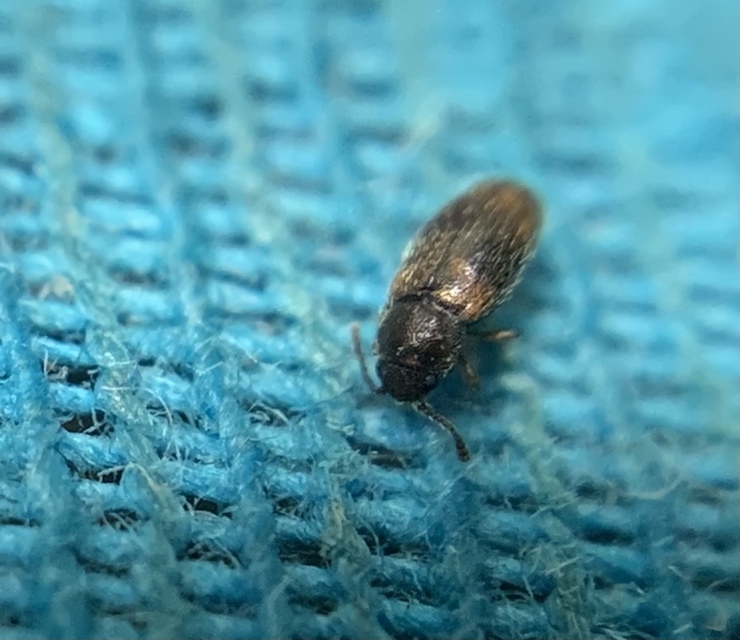 Micrambe bimaculata - kétfoltos penészbogár