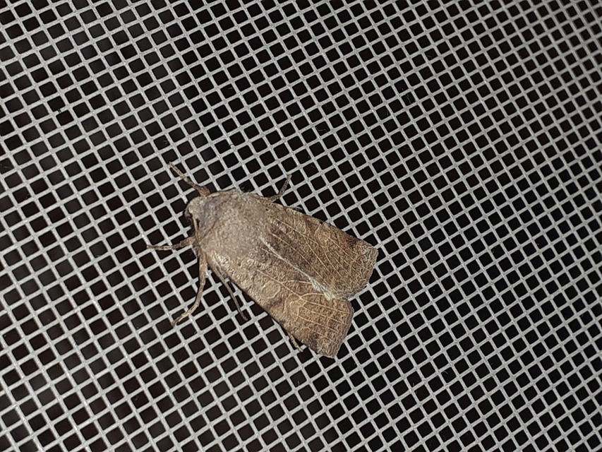 Conistra rubiginosa - szürke télibagoly