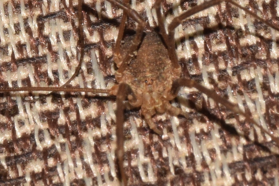 Opilio saxatilis