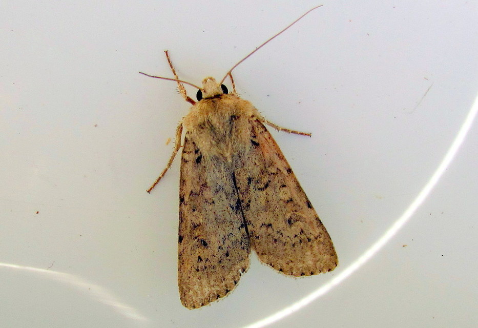 Rhyacia simulans - hamvas földibagoly