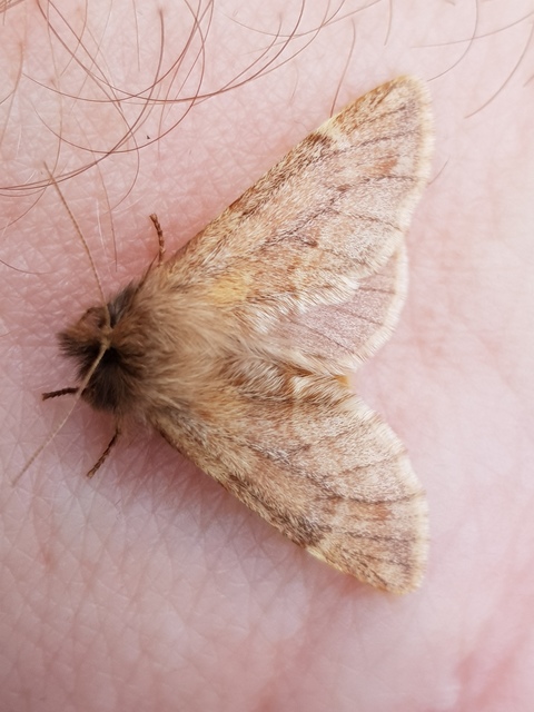 Ptilophora plumigera - tollas púposszövő