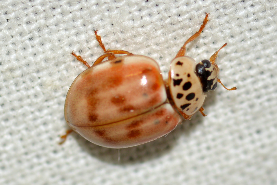 Harmonia quadripunctata - négypettyes katica
