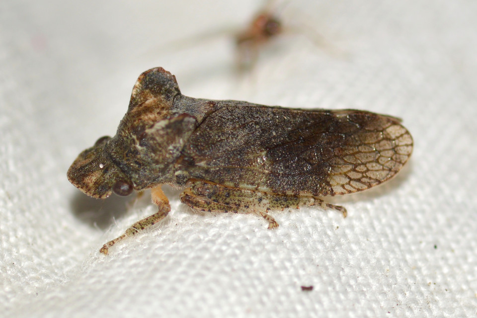 Ledra aurita - füleskabóca