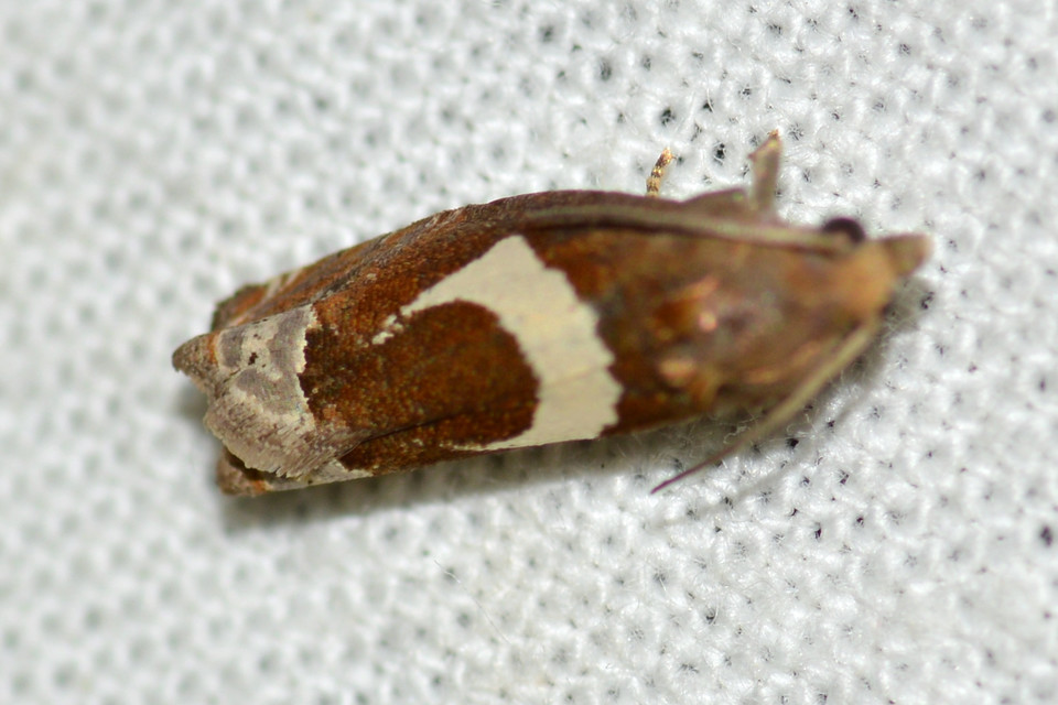 Epiblema foenella - kampósfoltú tükrösmoly