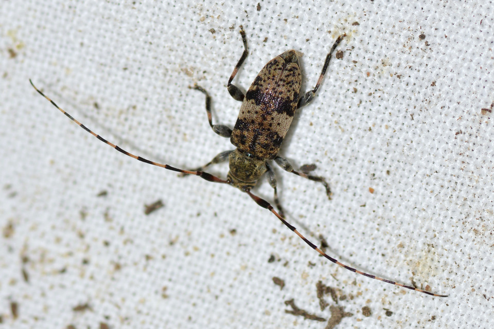 Leiopus nebulosus - öves gesztcincér