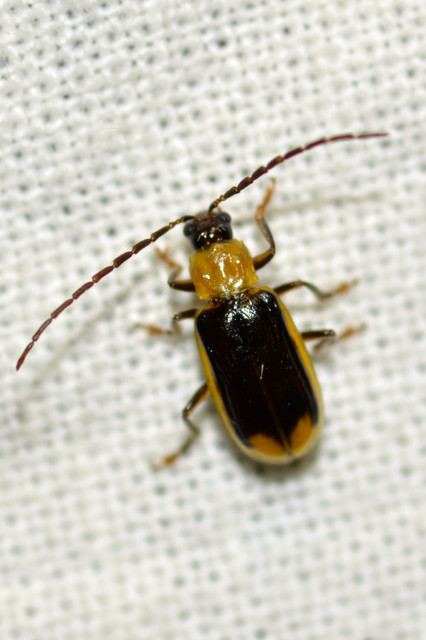 Diabrotica virgifera - amerikai kukoricabogár