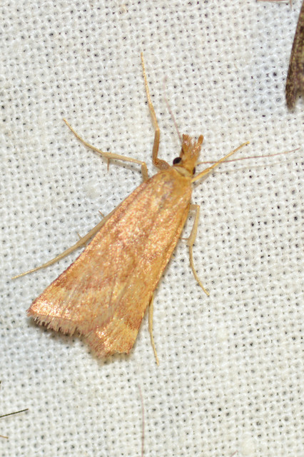 Synaphe punctalis - hosszúlábú fényilonca
