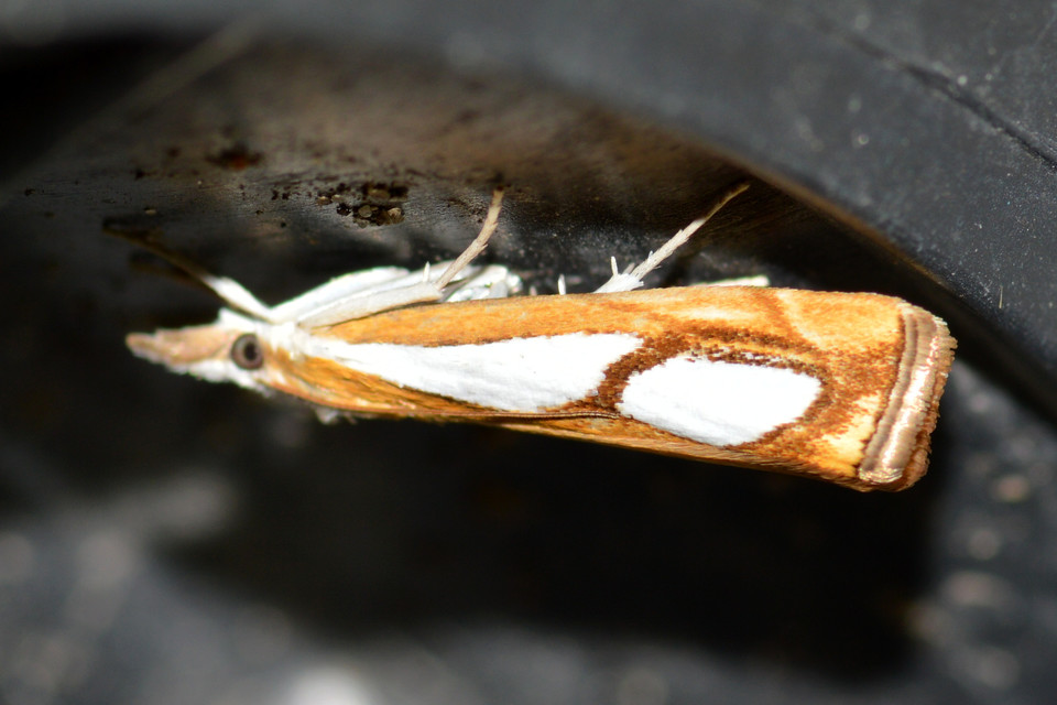 Catoptria pinella - ezüstös fűgyökérmoly