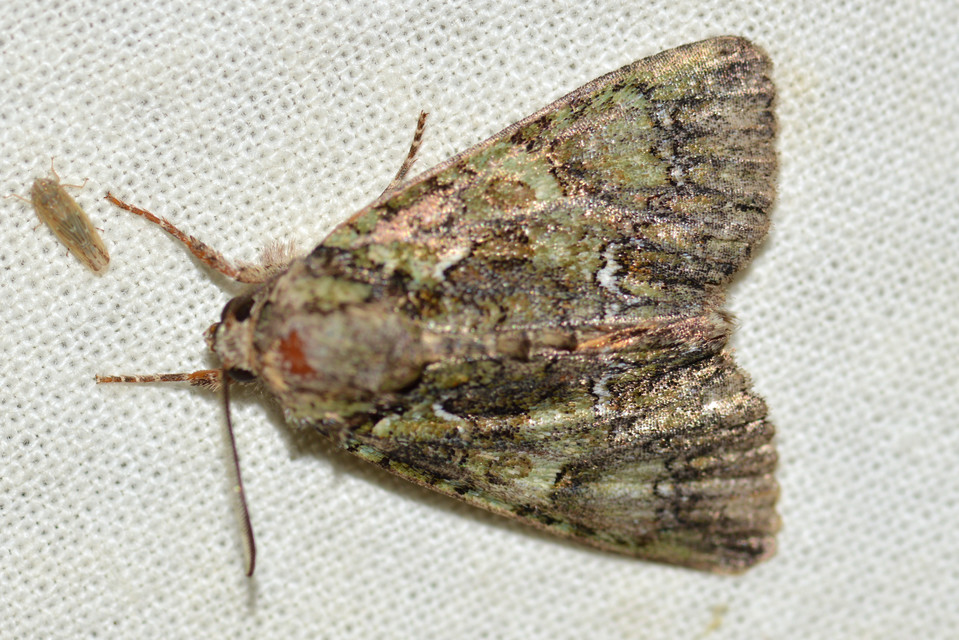 Polyphaenis sericata - selyemfényű erdeibagoly