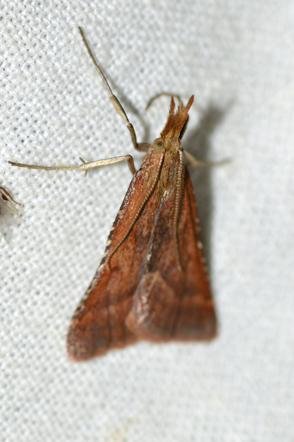 Synaphe punctalis - hosszúlábú fényilonca