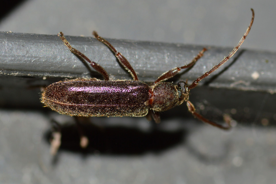 Trichoferus campestris - szállóvendég éjicincér