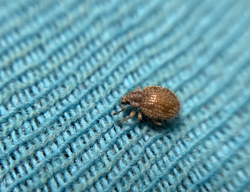 Brachysomus echinatus - tüskés gyepormányos Brachysomus echinatus - tüskés gyepormányos