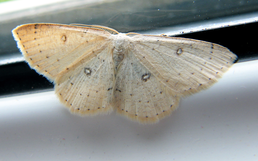 Cyclophora albipunctata - hegyi pettyesaraszoló