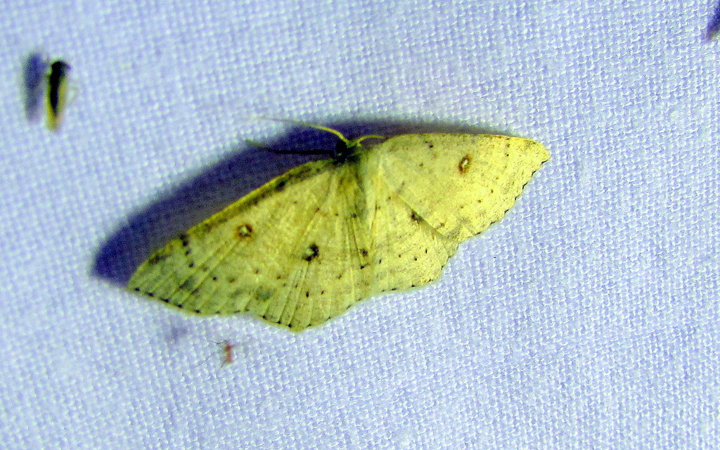Cyclophora albipunctata - hegyi pettyesaraszoló