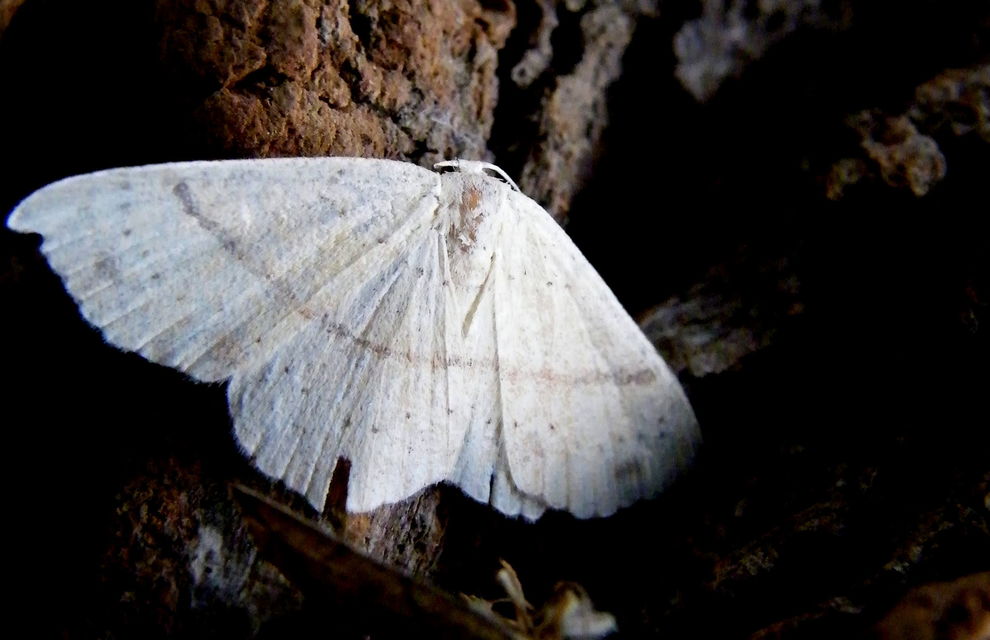 Cyclophora linearia - vonalas pettyesaraszoló
