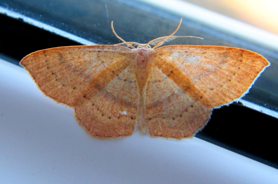 Cyclophora linearia - vonalas pettyesaraszoló