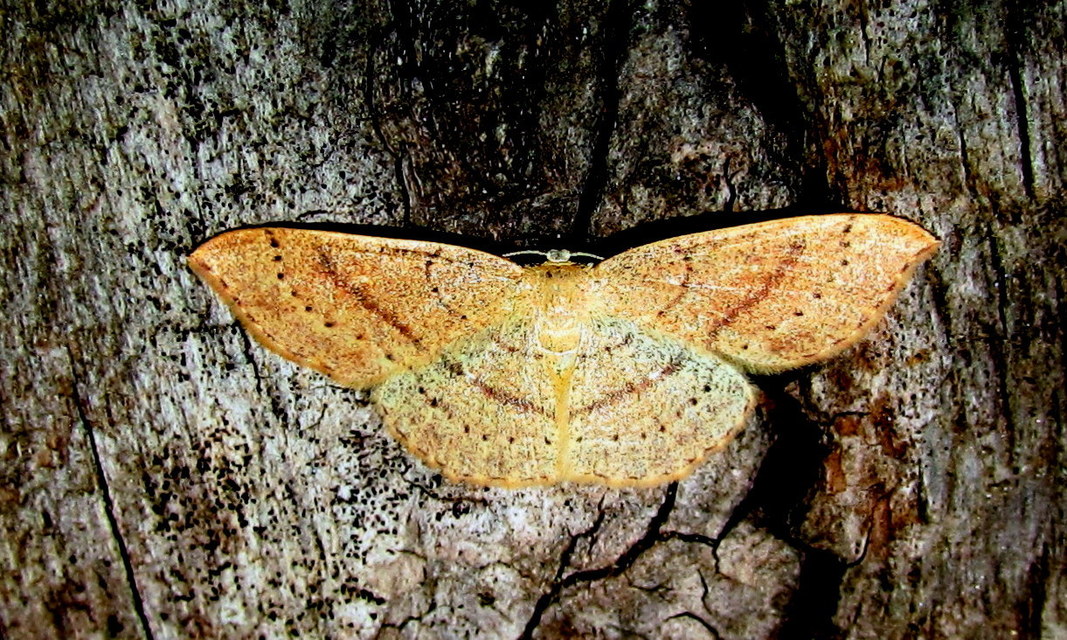 Cyclophora linearia - vonalas pettyesaraszoló