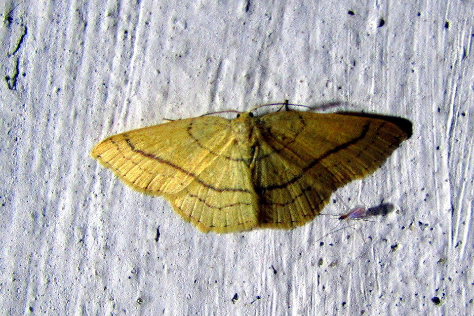 Cyclophora linearia - vonalas pettyesaraszoló