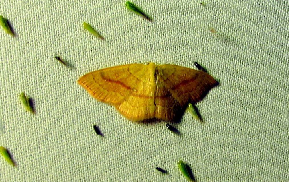 Cyclophora linearia - vonalas pettyesaraszoló