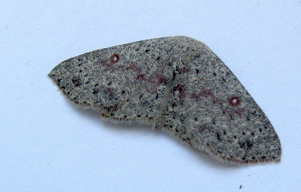 Cyclophora pendularia - fűzfa-pettyesaraszoló