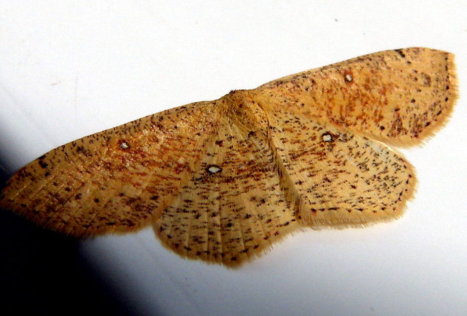 Cyclophora porata - körös pettyesaraszoló