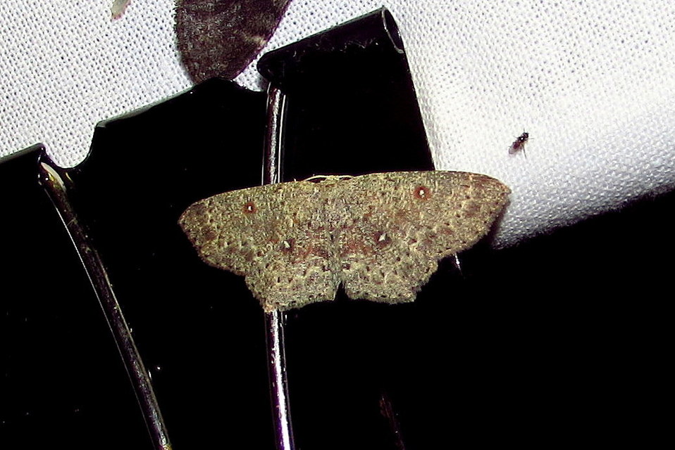 Cyclophora pendularia - fűzfa-pettyesaraszoló