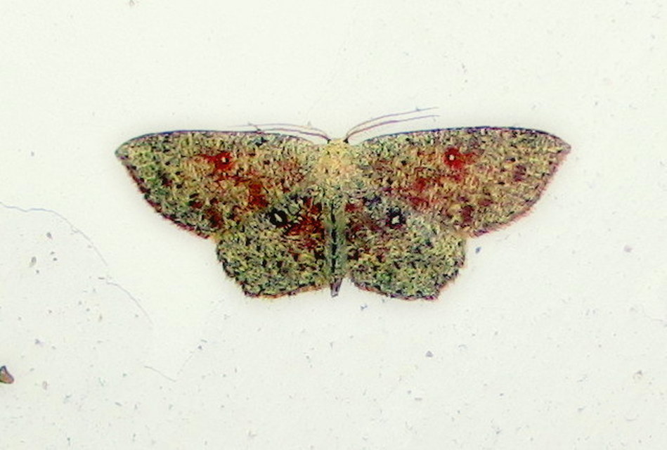 Cyclophora pendularia - fűzfa-pettyesaraszoló