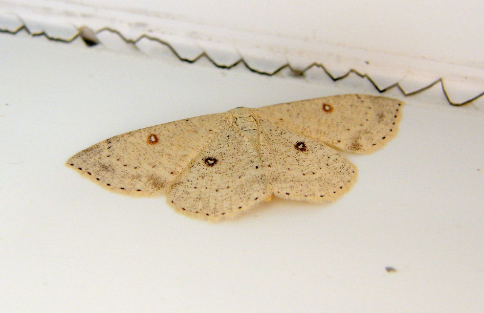 Cyclophora porata - körös pettyesaraszoló