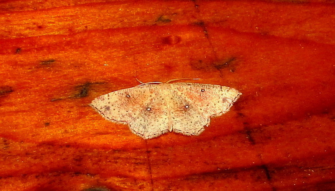 Cyclophora porata - körös pettyesaraszoló