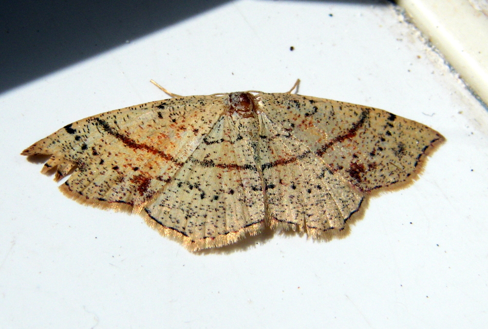 Cyclophora punctaria - sávos pettyesaraszoló